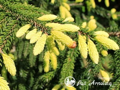 Eglė rytinė ,Aureospicata' (lot. Picea orientalis)